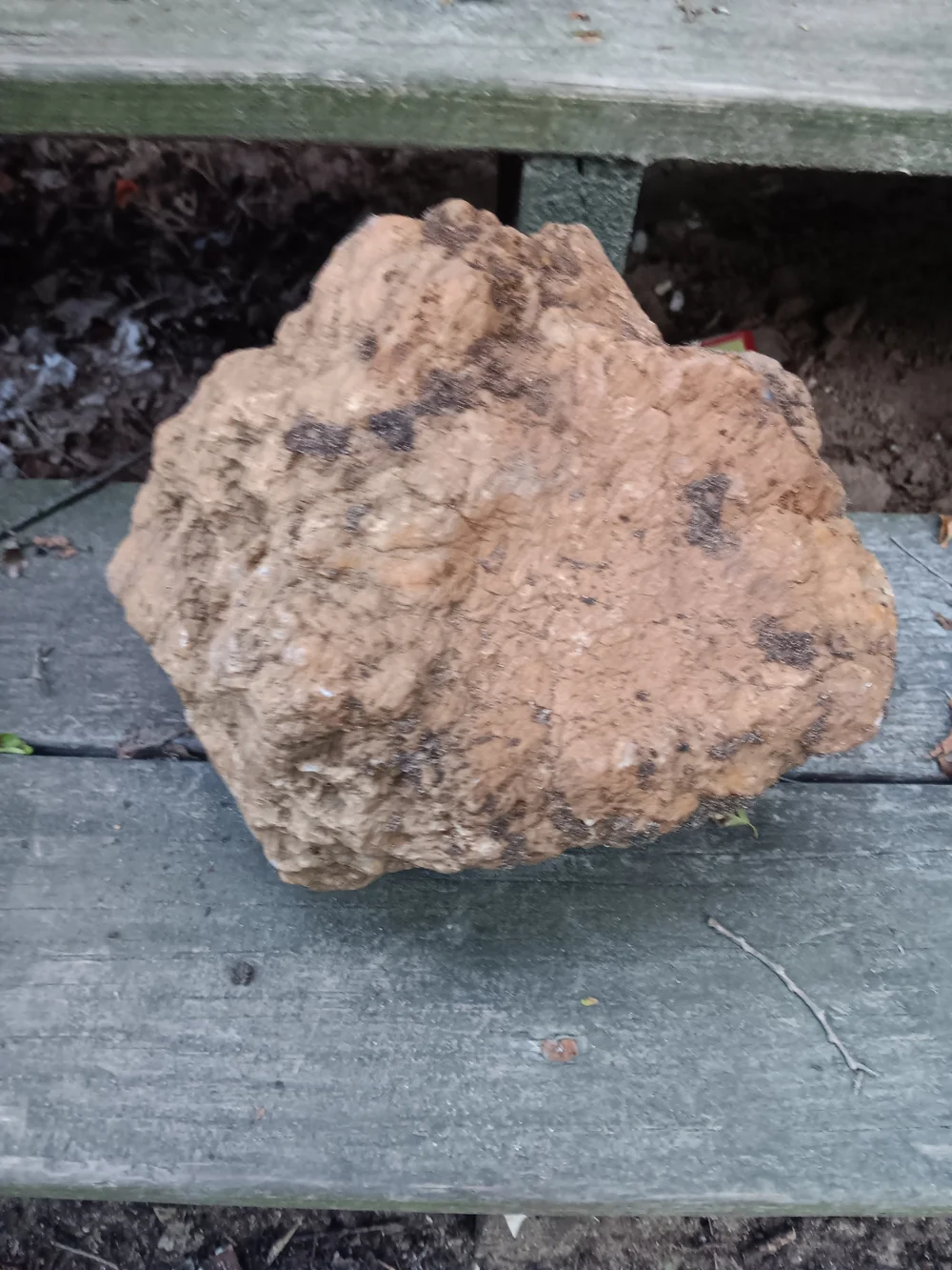 Unopened GEODIZED Geode Fossil